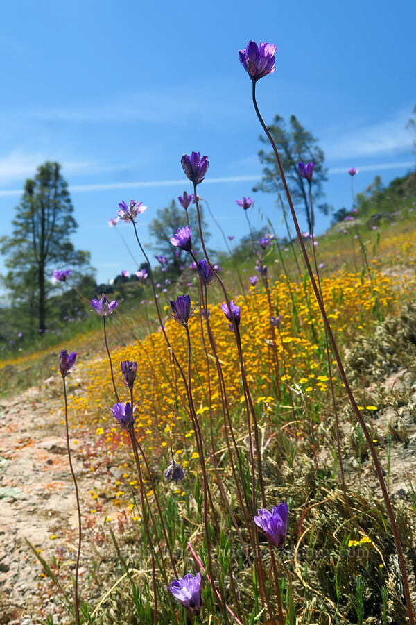 blue dicks & goldfields (Dipterostemon capitatus (Dichelostemma capitatum), Lasthenia californica) [High Peaks Trail, Pinnacles National Park, San Benito County, California]