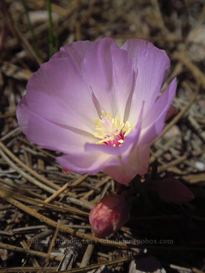 bitterroot (Lewisia rediviva) [High Peaks Trail, Pinnacles National Park, San Benito County, California]