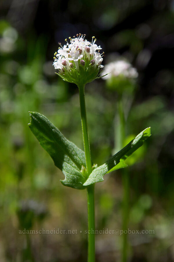 white plectritis (Plectritis macrocera) [High Peaks Trail, Pinnacles National Park, San Benito County, California]
