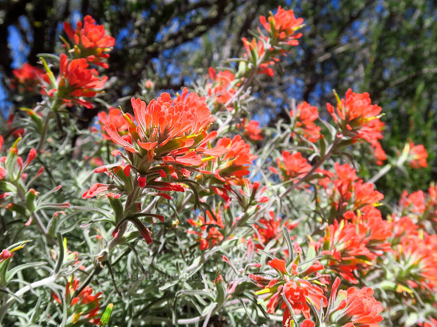woolly paintbrush (Castilleja foliolosa) [High Peaks Trail, Pinnacles National Park, San Benito County, California]