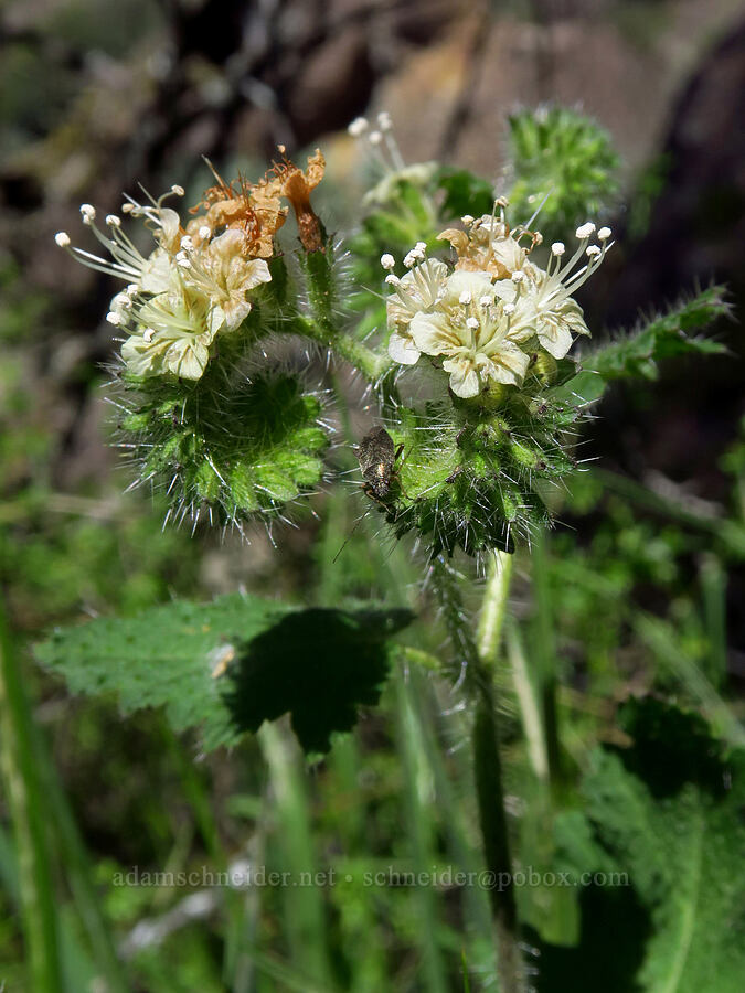 stinging phacelia (Phacelia malvifolia) [High Peaks Trail, Pinnacles National Park, San Benito County, California]