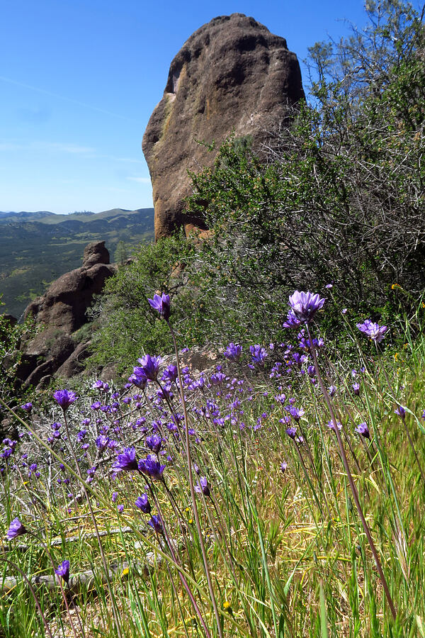 blue dicks (Dipterostemon capitatus (Dichelostemma capitatum)) [High Peaks Trail, Pinnacles National Park, San Benito County, California]