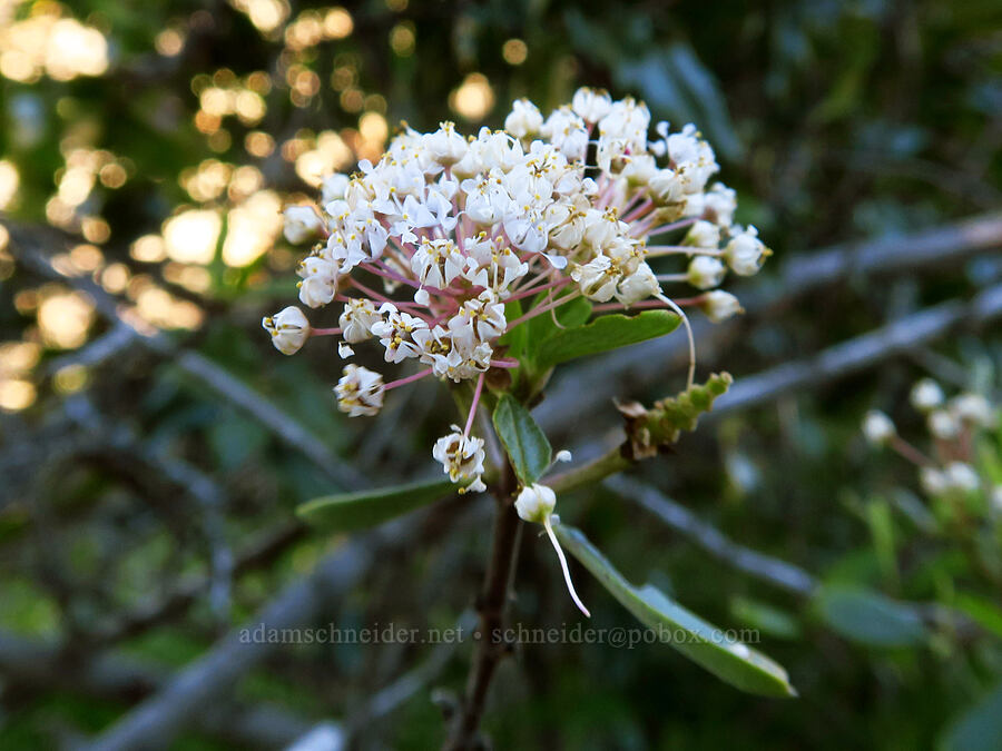 buck-brush (Ceanothus cuneatus) [High Peaks Trail, Pinnacles National Park, San Benito County, California]