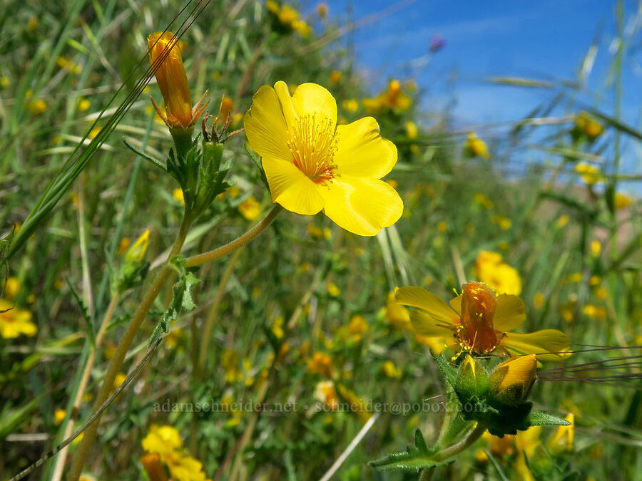 grass blazing-star (Mentzelia gracilenta) [High Peaks Trail, Pinnacles National Park, San Benito County, California]