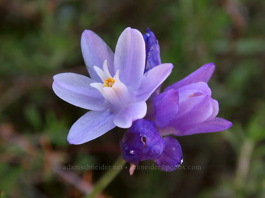 blue dicks (Dipterostemon capitatus (Dichelostemma capitatum)) [High Peaks Trail, Pinnacles National Park, San Benito County, California]