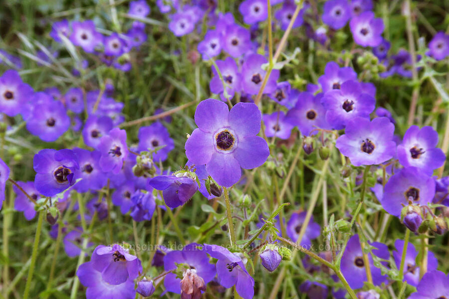 fiesta flowers (Pholistoma auritum) [High Peaks Trail, Pinnacles National Park, San Benito County, California]
