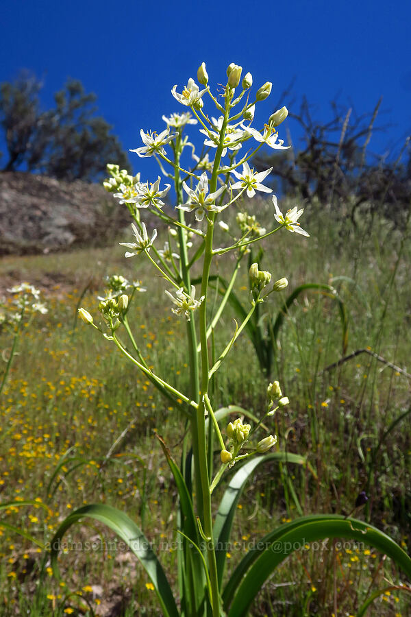Fremont's death-camas (Toxicoscordion fremontii (Zigadenus fremontii)) [High Peaks Trail, Pinnacles National Park, San Benito County, California]