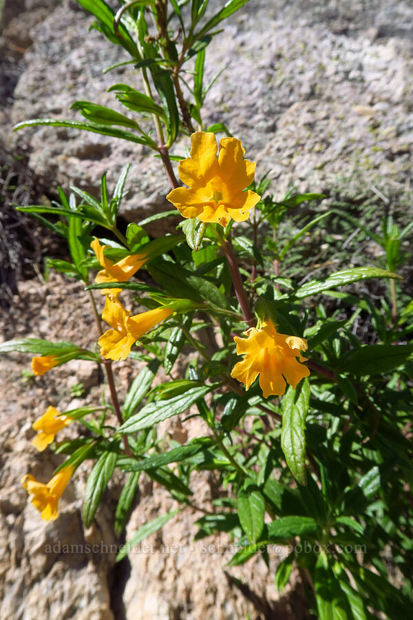 sticky monkeyflower (Diplacus aurantiacus (Mimulus aurantiacus)) [High Peaks Trail, Pinnacles National Park, San Benito County, California]