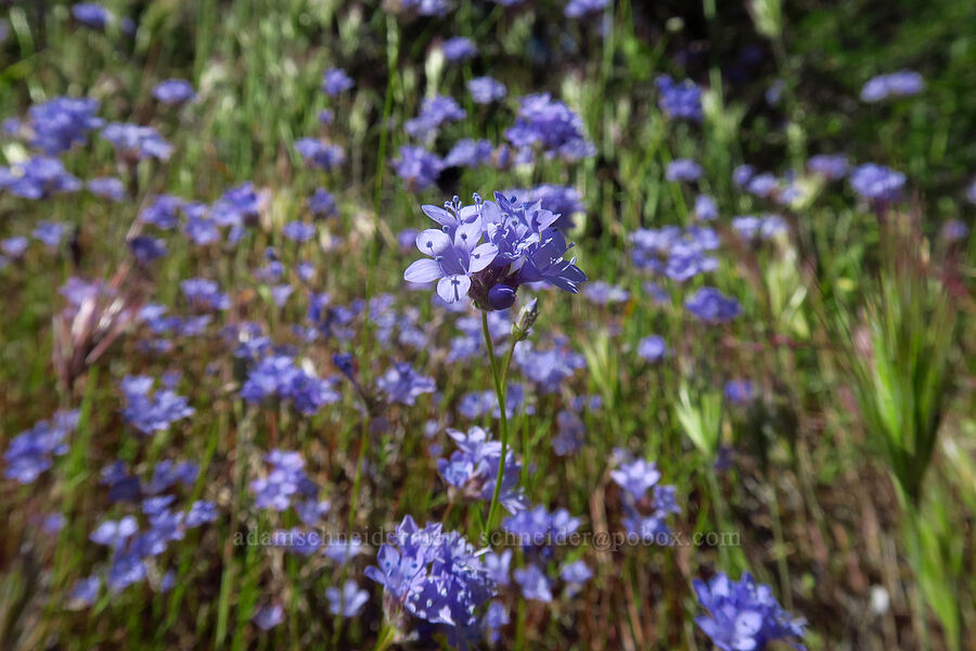 California gilia (Gilia achilleifolia ssp. achilleifolia) [High Peaks Trail, Pinnacles National Park, San Benito County, California]