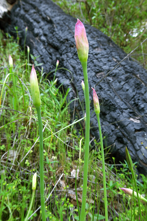 wild onion, budding (Allium sp.) [High Peaks Trail, Pinnacles National Park, San Benito County, California]