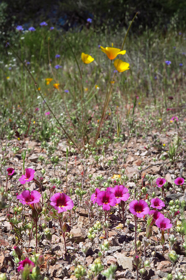 Fremont's monkeyflower & foothill poppies (Diplacus fremontii (Mimulus fremontii), Eschscholzia caespitosa) [High Peaks Trail, Pinnacles National Park, San Benito County, California]