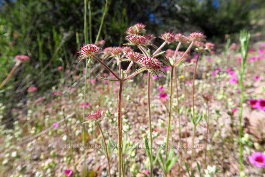 Douglas' spineflower (Chorizanthe douglasii) [High Peaks Trail, Pinnacles National Park, San Benito County, California]