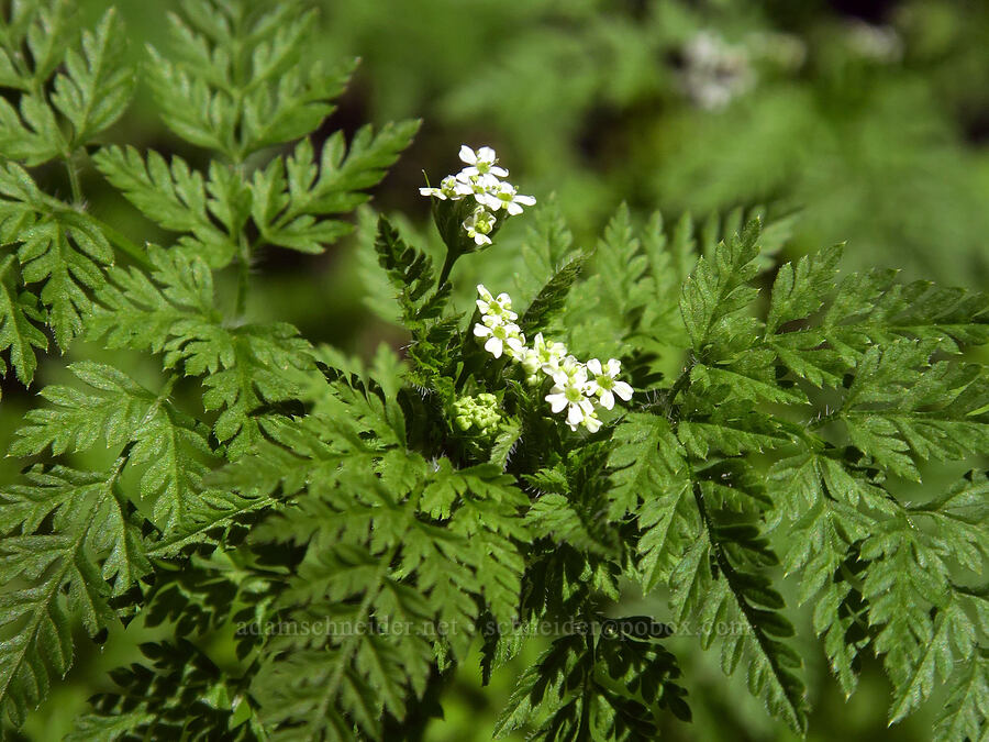 bur-chervil (Anthriscus caucalis) [Moses Spring Trail, Pinnacles National Park, San Benito County, California]