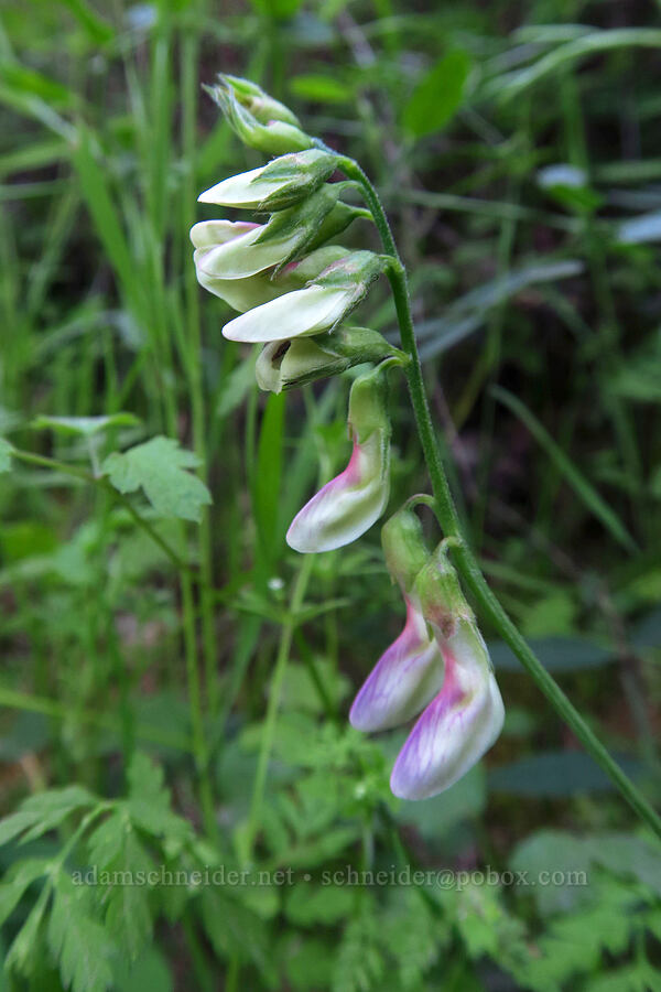 Pacific pea-vine (Lathyrus vestitus var. vestitus) [High Peaks Trail, Pinnacles National Park, San Benito County, California]