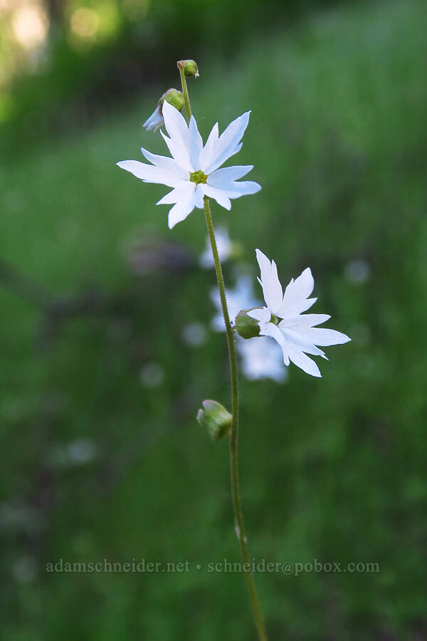 woodland stars (Lithophragma affine) [High Peaks Trail, Pinnacles National Park, San Benito County, California]