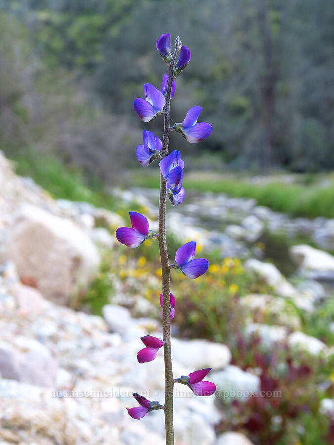 blunt-leaf lupine (Lupinus truncatus) [Chalone Creek, Pinnacles National Park, San Benito County, California]
