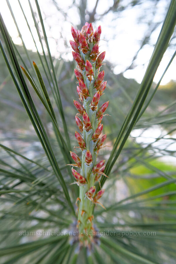 gray pine buds (Pinus sabiniana) [Chalone Creek, Pinnacles National Park, San Benito County, California]