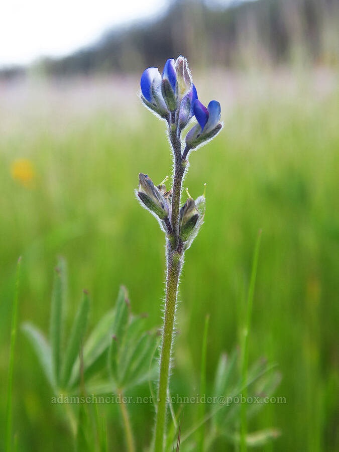 miniature lupine (Lupinus bicolor) [Chalone Creek, Pinnacles National Park, San Benito County, California]