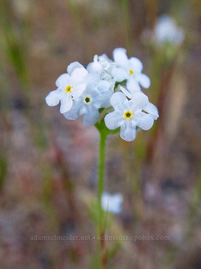 cryptantha (Cryptantha sp.) [Old Pinnacles Trail, Pinnacles National Park, San Benito County, California]