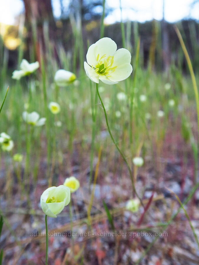narrow-leaf queen poppies (Hesperomecon linearis (Meconella linearis)) [Old Pinnacles Trail, Pinnacles National Park, San Benito County, California]