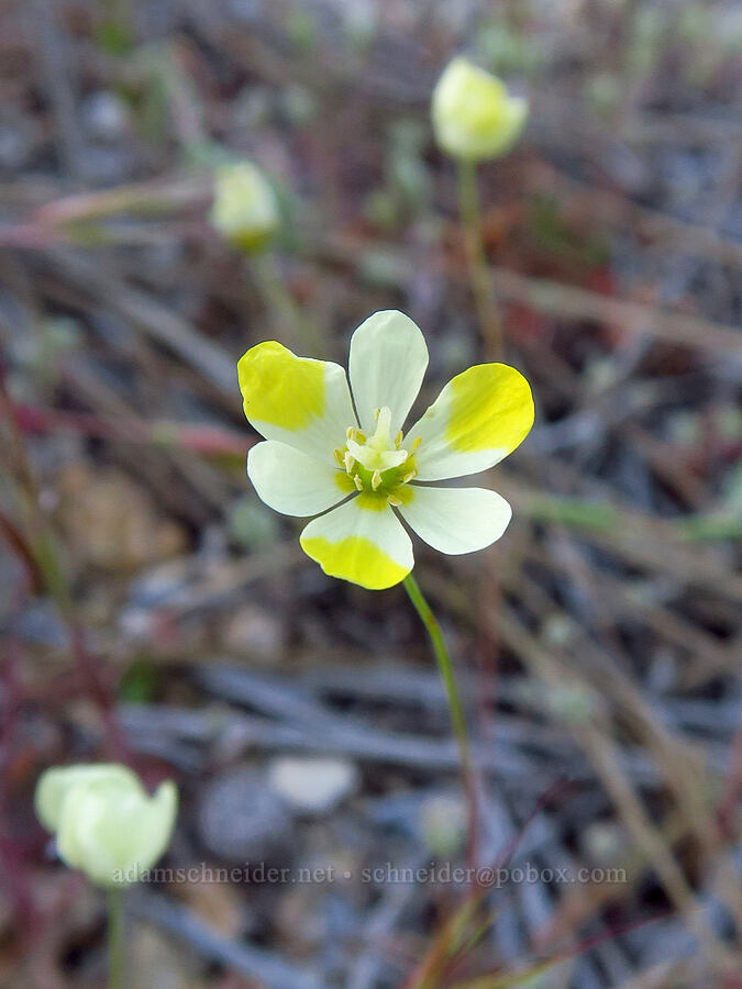 narrow-leaf queen poppies (Hesperomecon linearis (Meconella linearis)) [Old Pinnacles Trail, Pinnacles National Park, San Benito County, California]