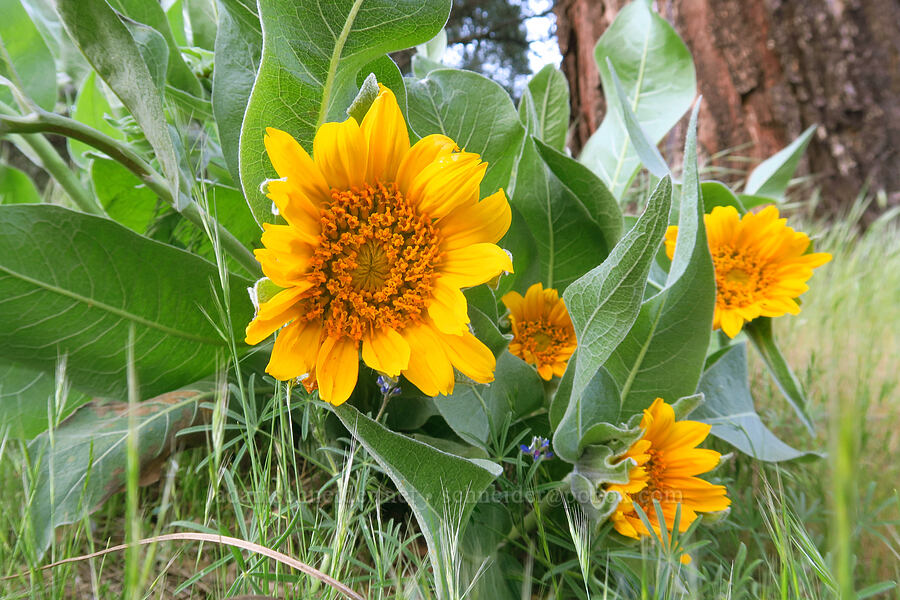 gray (white-head) mule's-ears (Wyethia helenioides) [California SR-146, Pinnacles National Park, San Benito County, California]