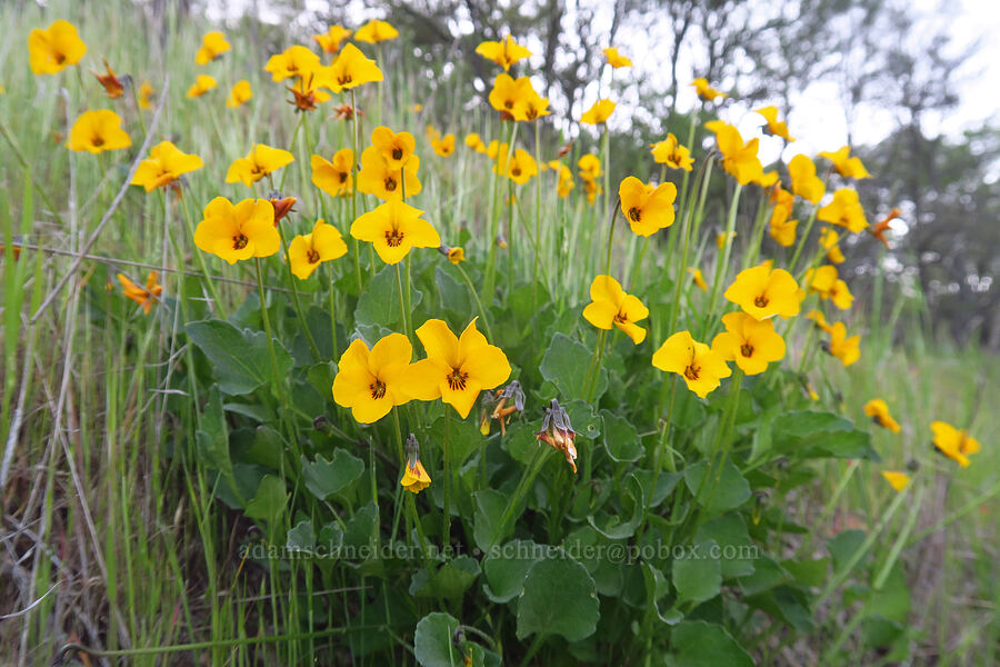 California violets (Viola pedunculata) [California SR-25, San Benito County, California]