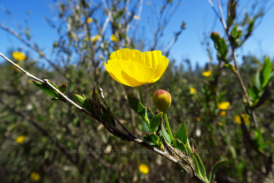 bush poppy (Dendromecon rigida) [Bonny Doon Ecological Reserve, Santa Cruz County, California]