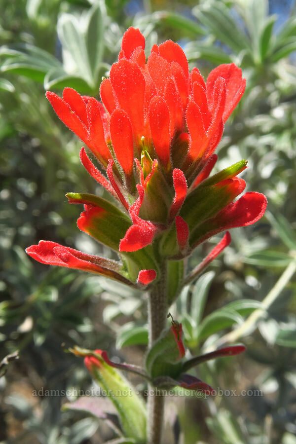 woolly paintbrush (Castilleja foliolosa) [Bonny Doon Ecological Reserve, Santa Cruz County, California]