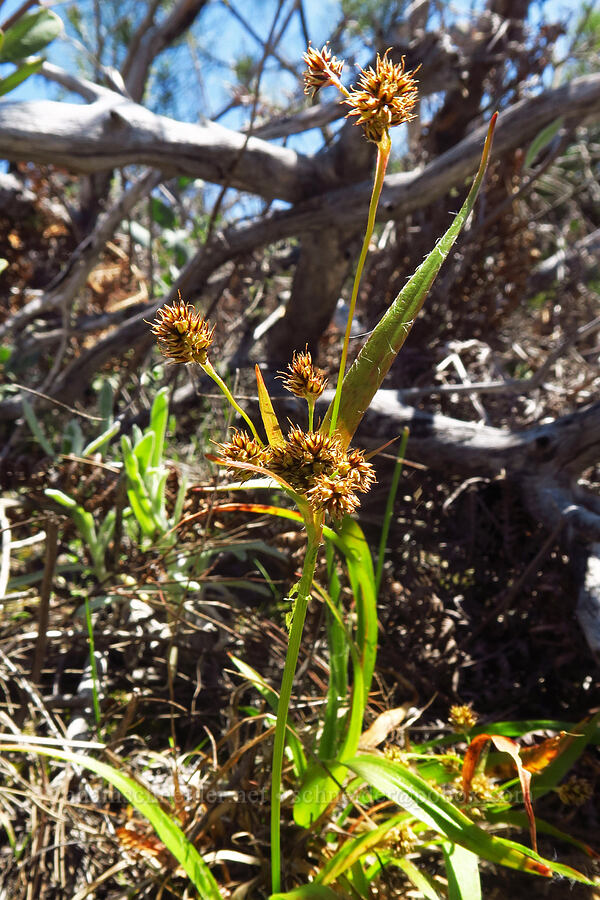 Pacific wood-rush (Luzula comosa) [Bonny Doon Ecological Reserve, Santa Cruz County, California]