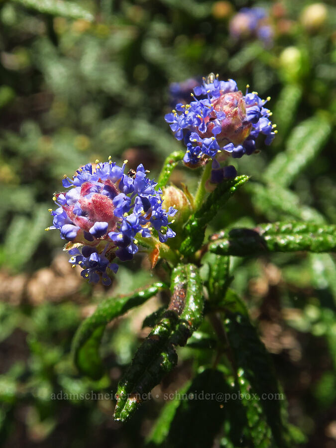wart-leaf ceanothus (Ceanothus papillosus) [Bonny Doon Ecological Reserve, Santa Cruz County, California]