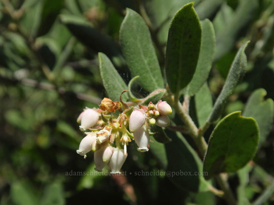 brittle-leaf manzanita flowers (Arctostaphylos crustacea ssp. crinita) [Bonny Doon Ecological Reserve, Santa Cruz County, California]