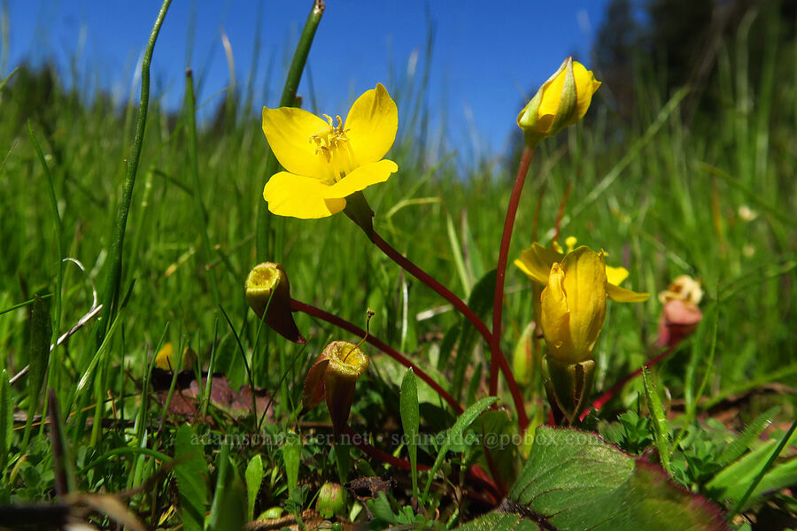 sun cups (golden-eggs) (Taraxia ovata (Camissonia ovata)) [Marshall Field, UCSC, Santa Cruz, Santa Cruz County, California]