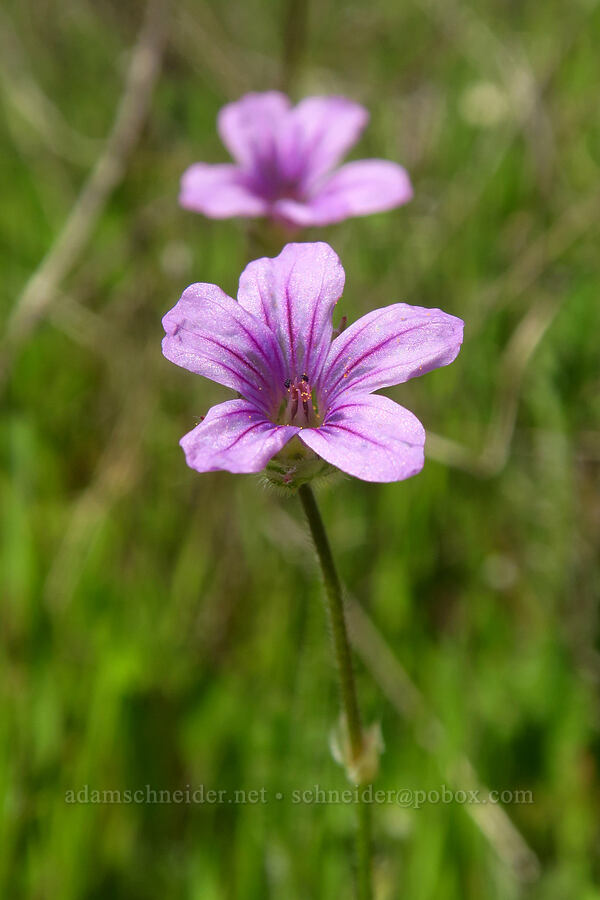 long-beaked stork's-bill (Erodium botrys) [Marshall Field, UCSC, Santa Cruz, Santa Cruz County, California]