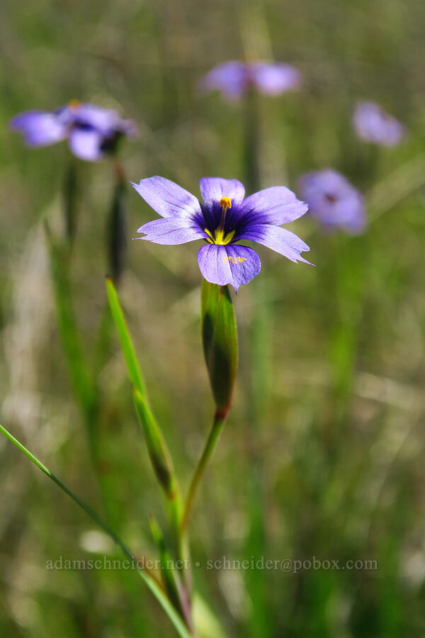 western blue-eyed grass (Sisyrinchium bellum) [Marshall Field, UCSC, Santa Cruz, Santa Cruz County, California]