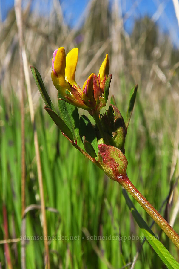 harlequin lotus, budding (Hosackia gracilis (Lotus formosissimus)) [Marshall Field, UCSC, Santa Cruz, Santa Cruz County, California]