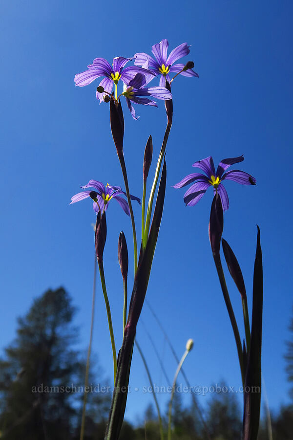 western blue-eyed grass (Sisyrinchium bellum) [Marshall Field, UCSC, Santa Cruz, Santa Cruz County, California]