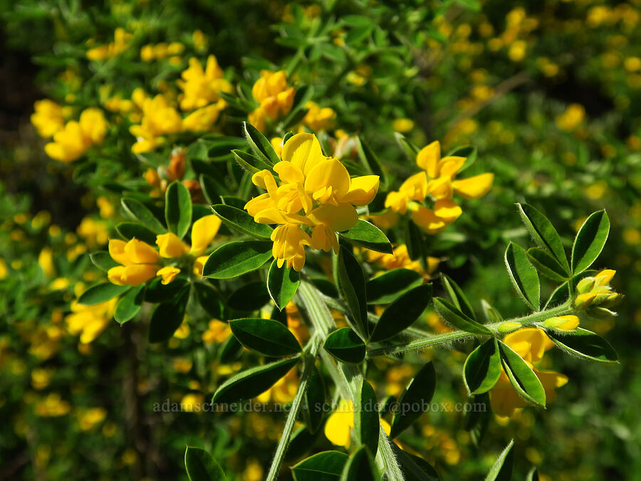 French broom (Genista monspessulana) [Moore Creek Preserve, Santa Cruz, Santa Cruz County, California]