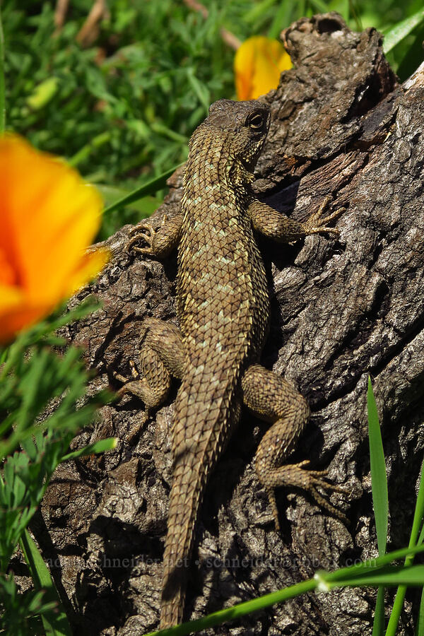 Coast Range fence lizard (Sceloporus occidentalis bocourtii) [Moore Creek Preserve, Santa Cruz, Santa Cruz County, California]