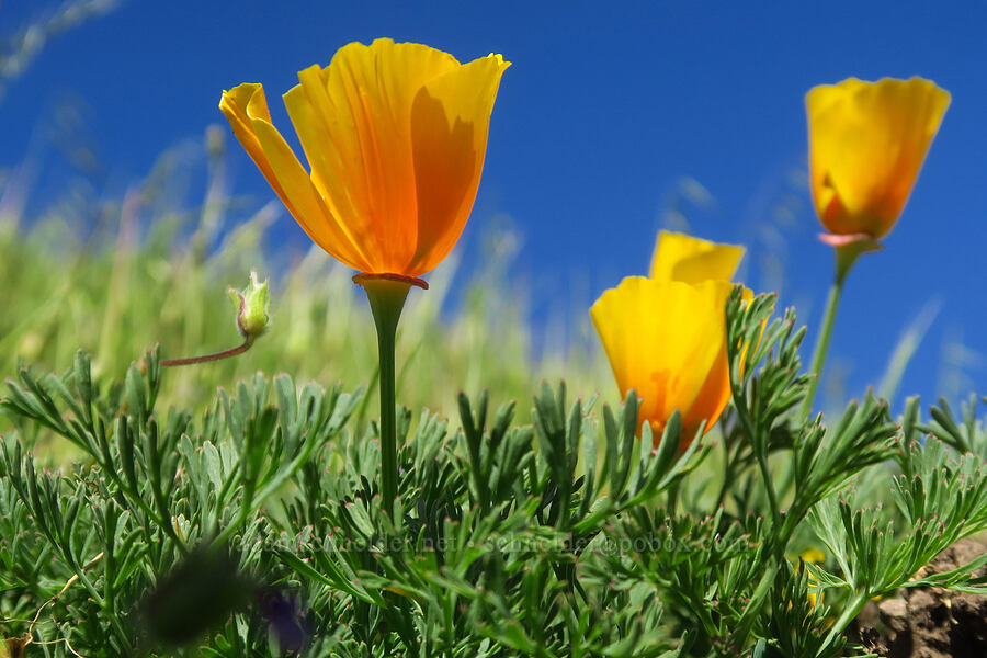 very short California poppies (Eschscholzia californica) [Moore Creek Preserve, Santa Cruz, Santa Cruz County, California]