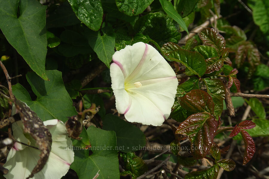 coast morning-glory (Calystegia macrostegia ssp. cyclostegia) [Skyline-to-the-Sea Trail, Big Basin Redwoods State Park, Santa Cruz County, California]