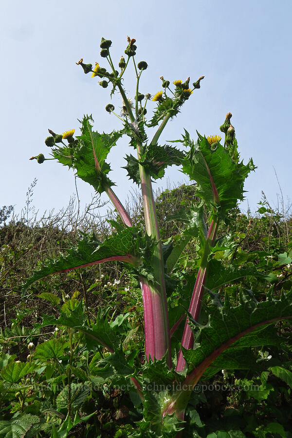 spiny sow-thistle (Sonchus asper) [Skyline-to-the-Sea Trail, Big Basin Redwoods State Park, Santa Cruz County, California]