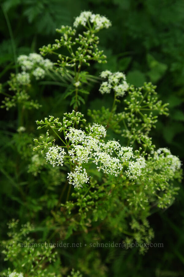 poison hemlock flowers (Conium maculatum) [Skyline-to-the-Sea Trail, Big Basin Redwoods State Park, Santa Cruz County, California]