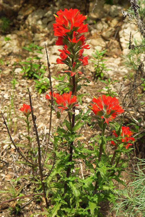 coast paintbrush (Castilleja affinis) [Skyline-to-the-Sea Trail, Big Basin Redwoods State Park, Santa Cruz County, California]
