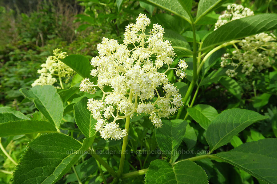 elderberry flowers (Sambucus cerulea (Sambucus nigra ssp. caerulea) (Sambucus mexicana)) [Skyline-to-the-Sea Trail, Big Basin Redwoods State Park, Santa Cruz County, California]