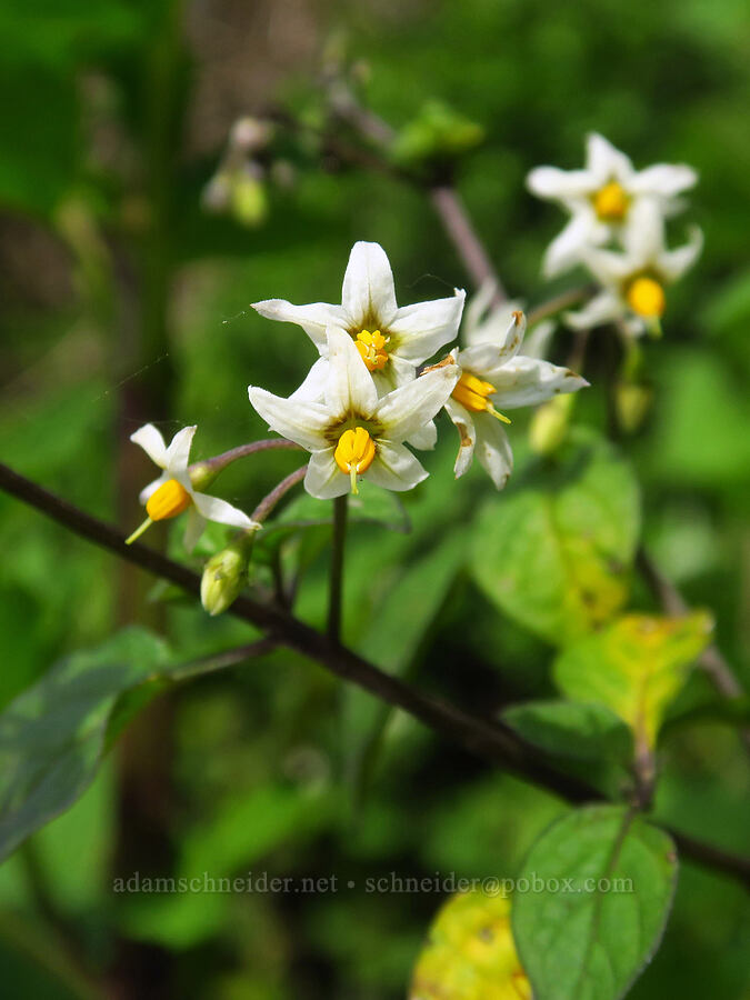 Douglas' nightshade (Solanum douglasii) [Skyline-to-the-Sea Trail, Big Basin Redwoods State Park, Santa Cruz County, California]