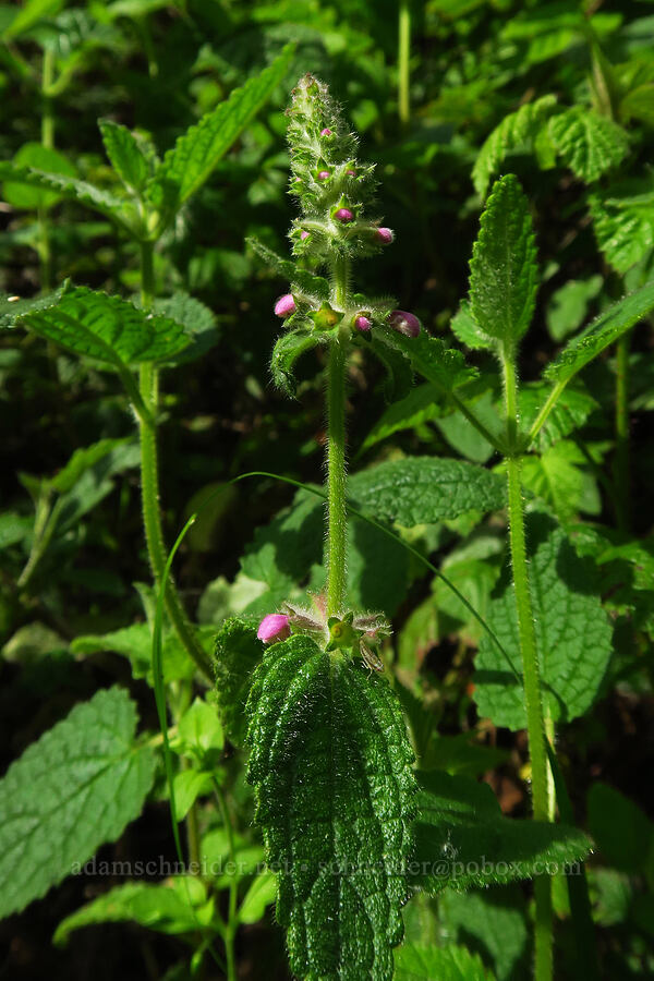 California hedge-hettle (Stachys bullata) [Skyline-to-the-Sea Bypass Trail, Big Basin Redwoods State Park, Santa Cruz County, California]