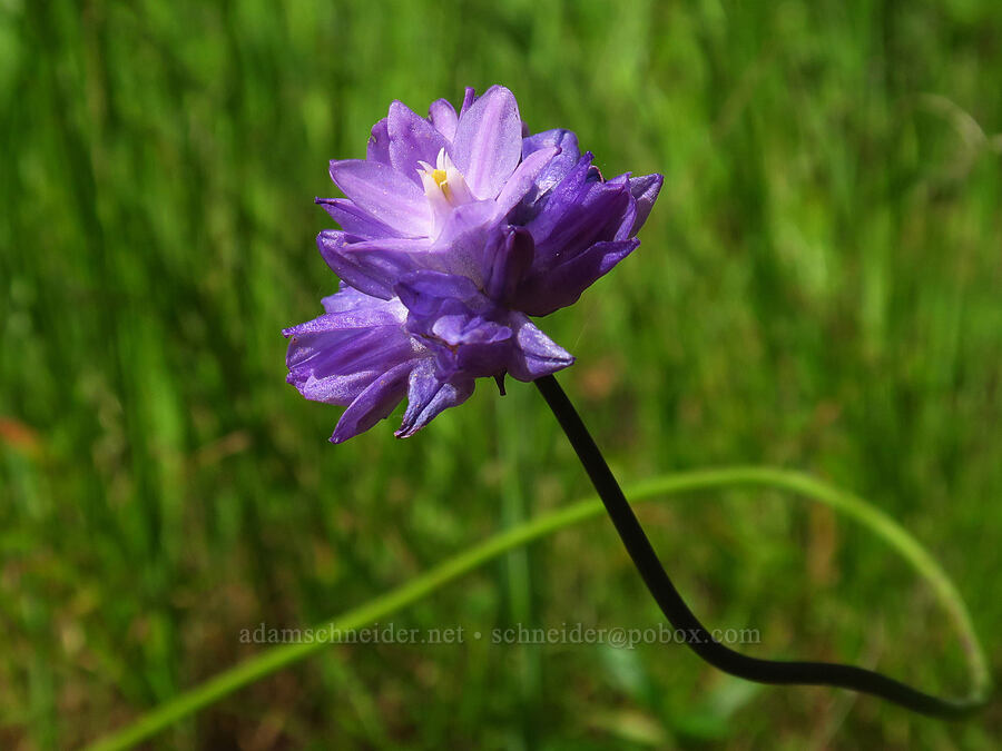 blue dicks (Dipterostemon capitatus (Dichelostemma capitatum)) [Skyline-to-the-Sea Bypass Trail, Big Basin Redwoods State Park, Santa Cruz County, California]