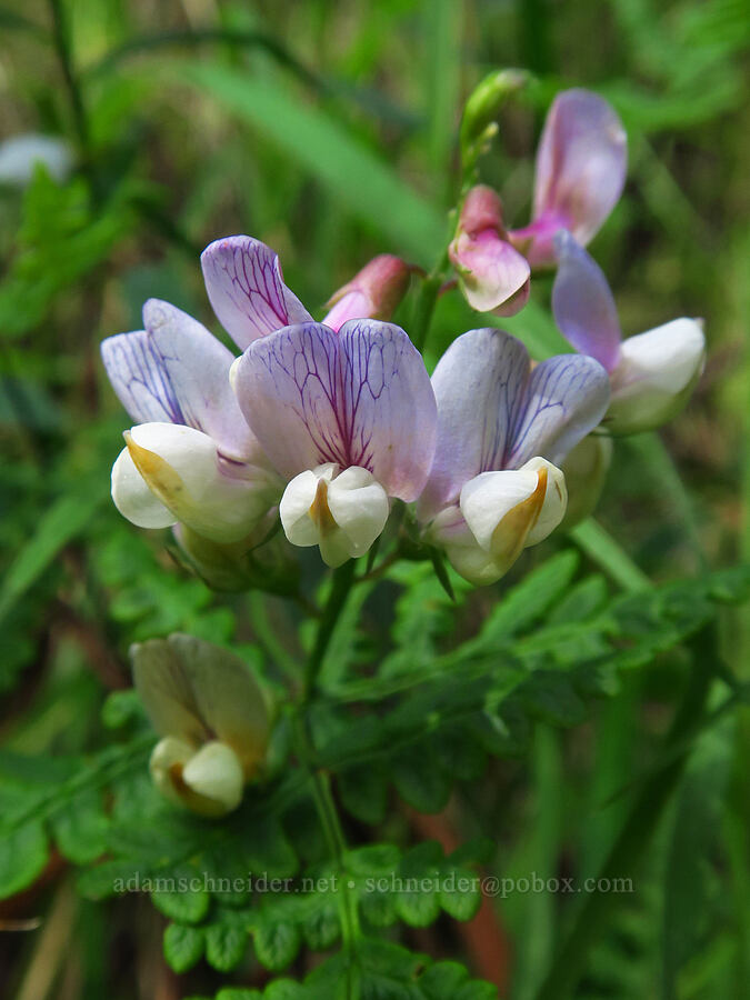 Pacific pea-vine (Lathyrus vestitus) [Skyline-to-the-Sea Bypass Trail, Big Basin Redwoods State Park, Santa Cruz County, California]