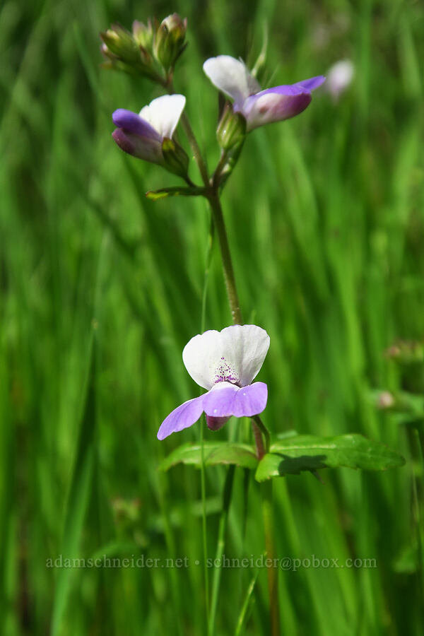 San Francisco collinsia (Collinsia multicolor) [Skyline-to-the-Sea Bypass Trail, Big Basin Redwoods State Park, Santa Cruz County, California]